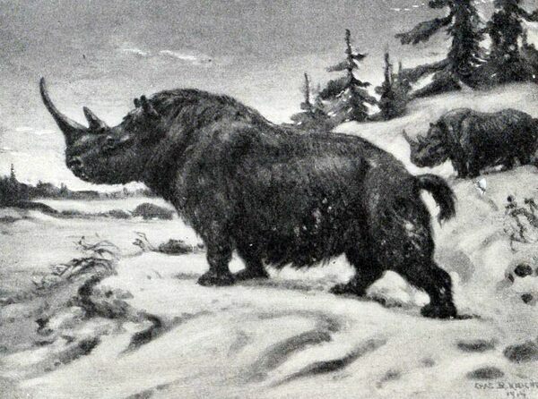 Artist's reconstruction of a woolly rhino.